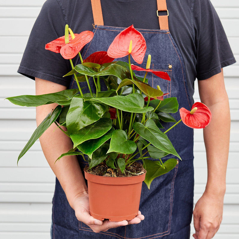 Load image into Gallery viewer, Anthurium 'Red'
