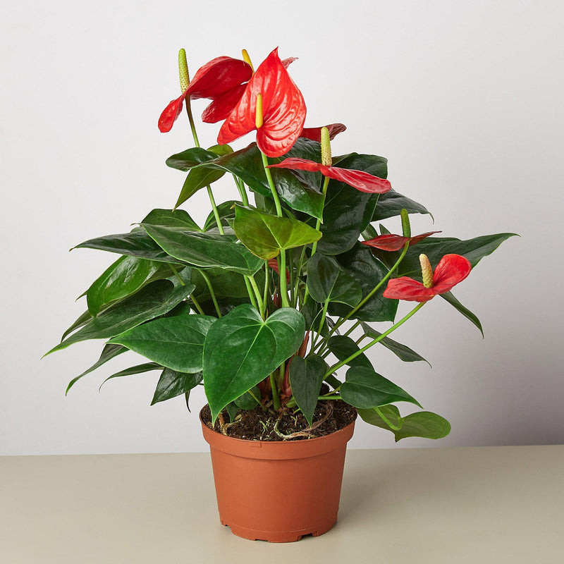 Load image into Gallery viewer, Anthurium 'Red'
