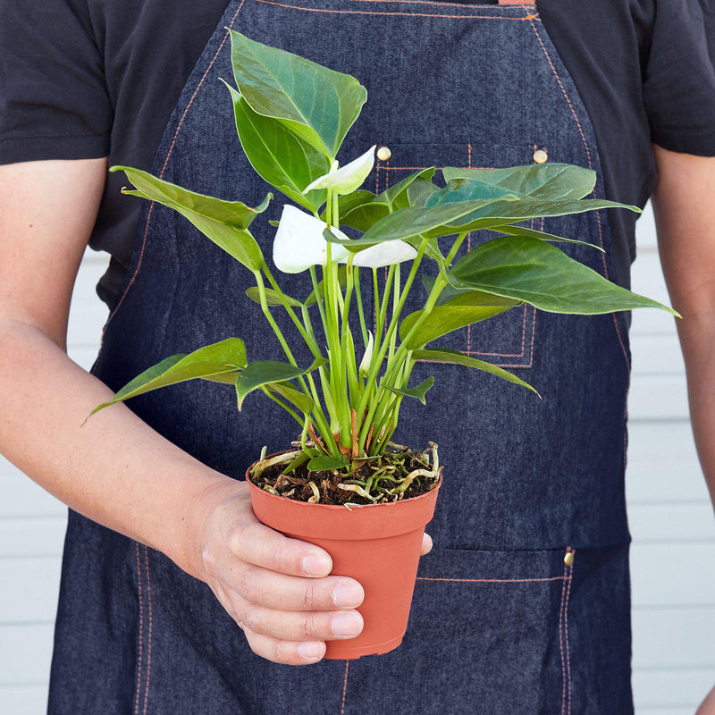 Load image into Gallery viewer, Anthurium 'White'
