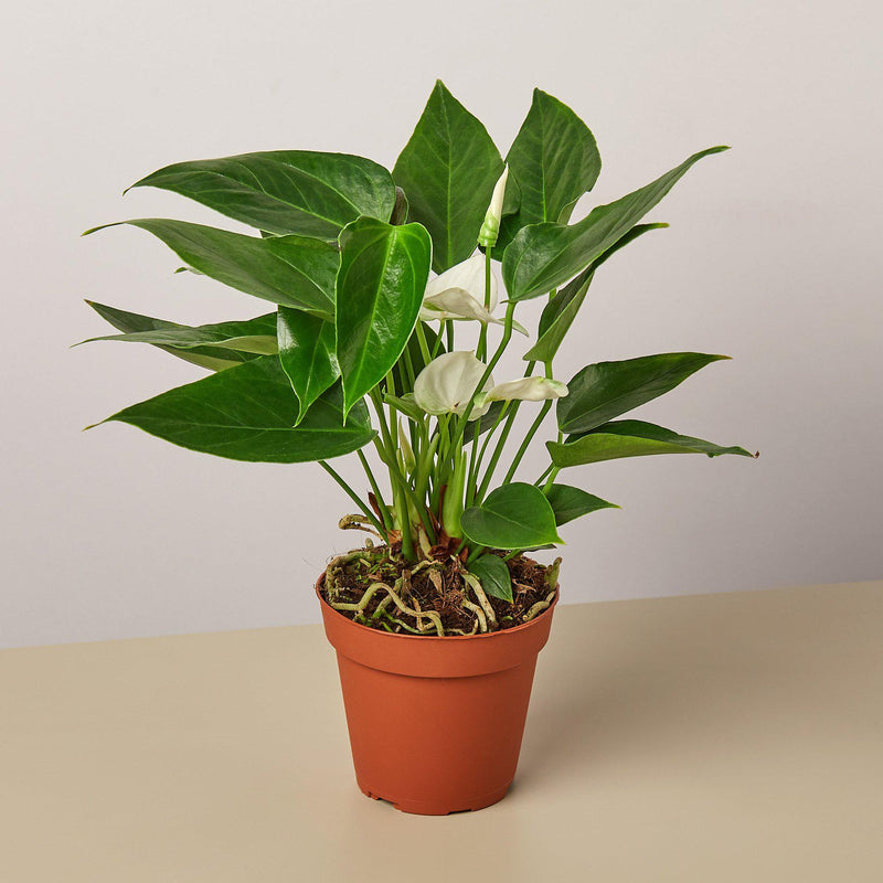 Load image into Gallery viewer, Anthurium 'White'
