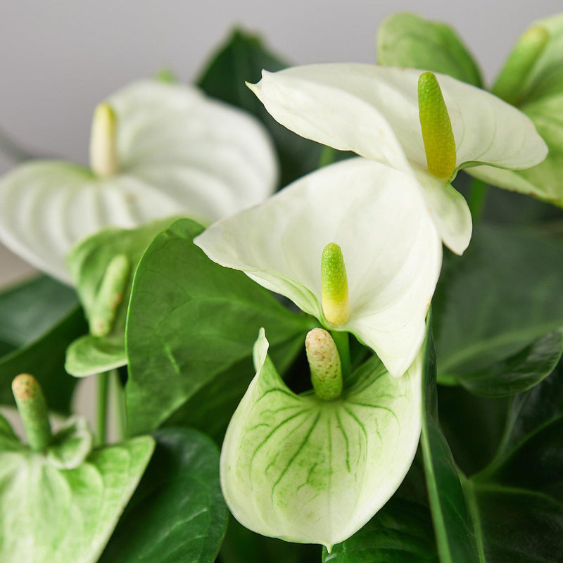 Load image into Gallery viewer, Anthurium 'White'
