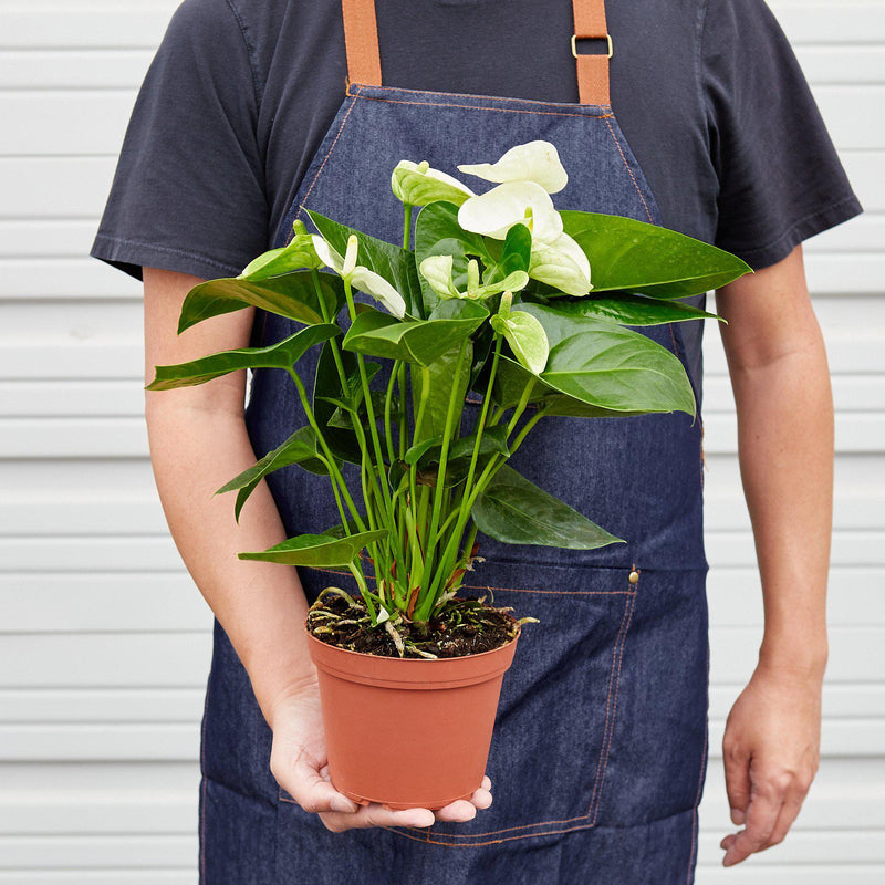 Load image into Gallery viewer, Anthurium 'White'
