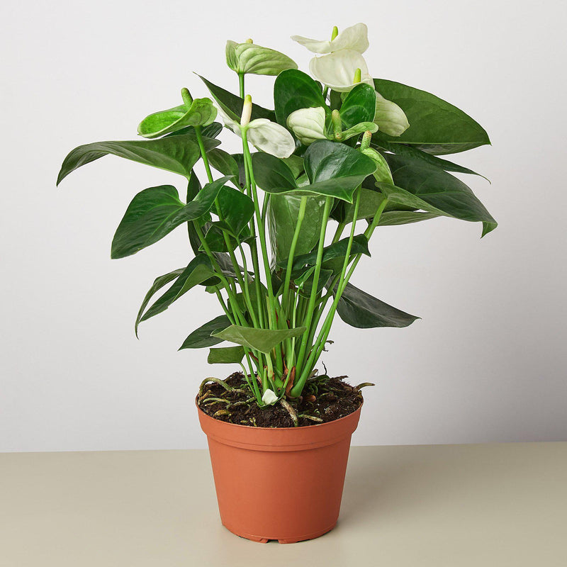 Load image into Gallery viewer, Anthurium 'White'
