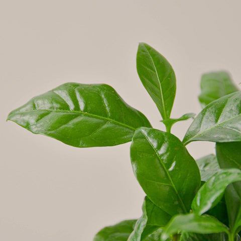 Arabica Coffee, additional product view 2