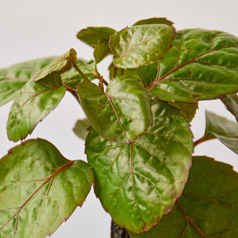 Load image into Gallery viewer, Aralia Fabian Stump 'Polyscias Scutellaria'
