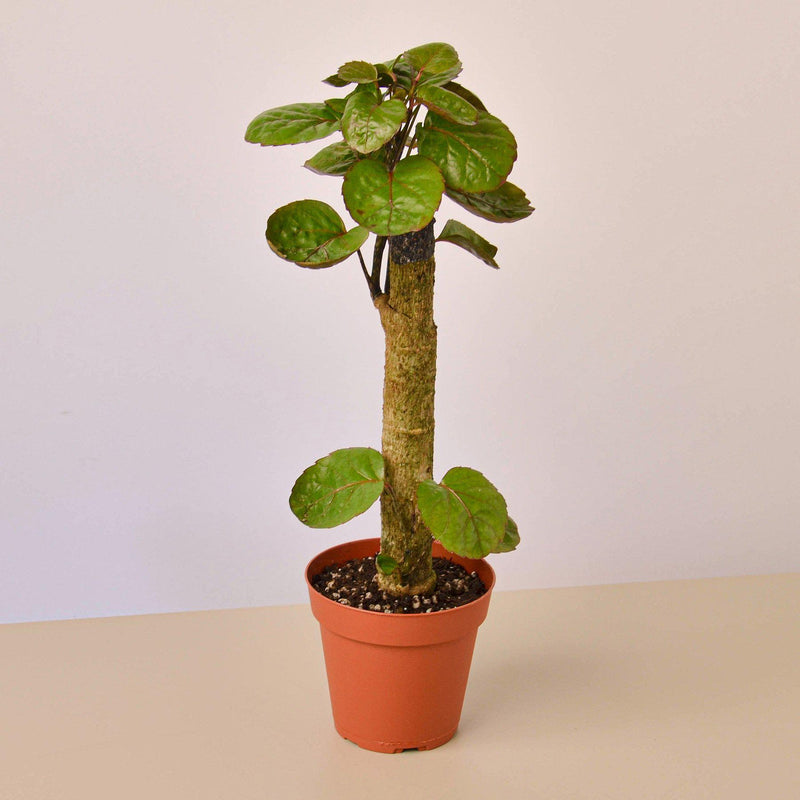 Load image into Gallery viewer, Aralia Fabian Stump 'Polyscias Scutellaria'

