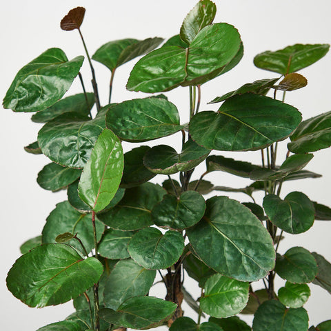 Aralia Fabian Stump 'Polyscias Scutellaria', additional product view 2