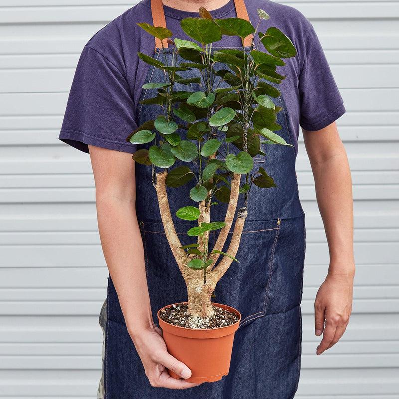 Load image into Gallery viewer, Aralia Fabian Stump 'Polyscias Scutellaria'

