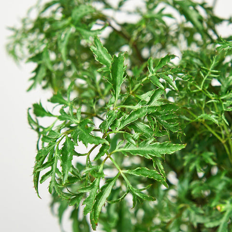 Aralia 'Ming Stump Plant', additional product view 2