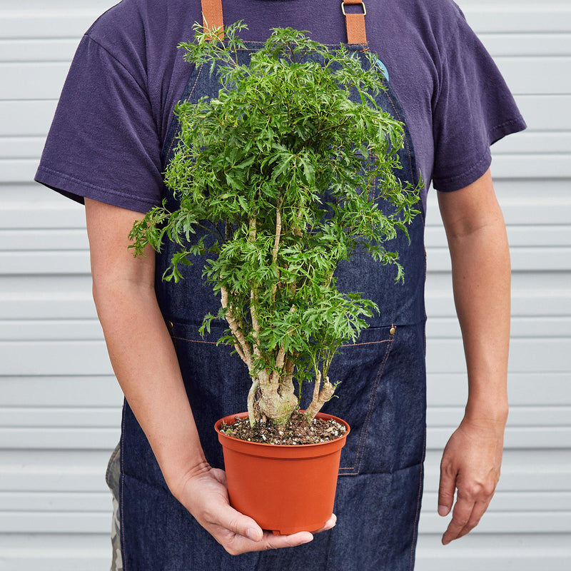 Load image into Gallery viewer, Aralia 'Ming Stump Plant'
