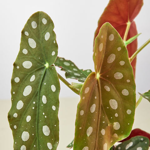 Begonia 'Maculata', detail view