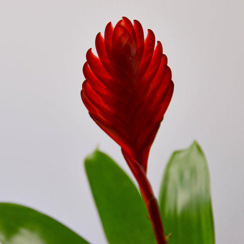 Bromeliad 'Christiane', additional product view 2