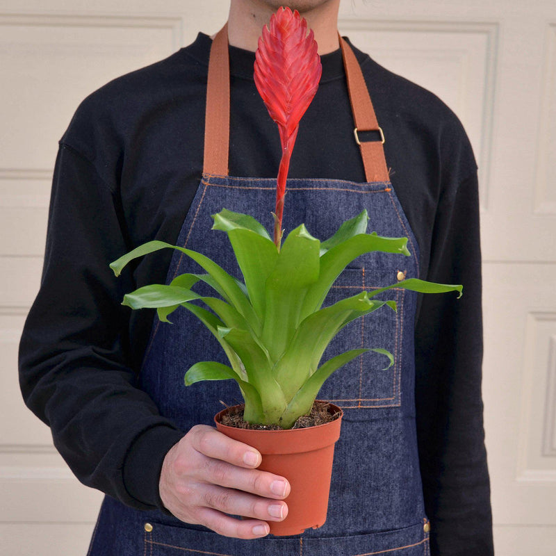 Load image into Gallery viewer, Bromeliad 'Christiane'
