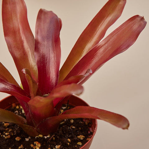 Bromeliad 'Fireball', additional product view 2
