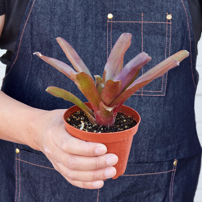 Load image into Gallery viewer, Bromeliad 'Fireball'
