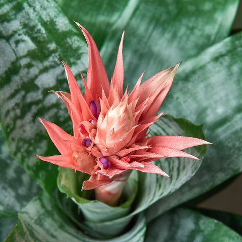 Bromeliad 'Silver Vase', additional product view 2