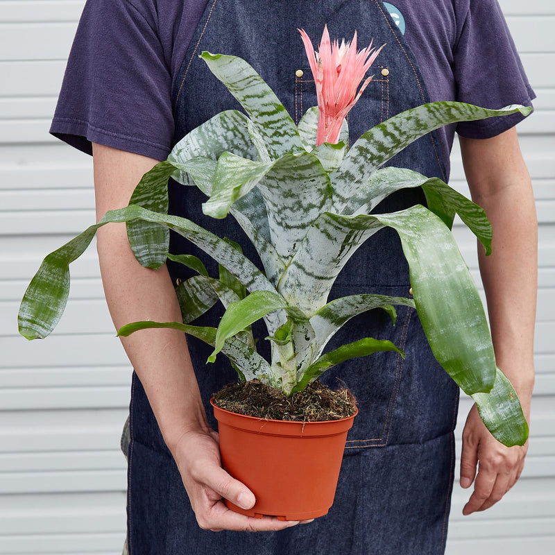 Load image into Gallery viewer, Bromeliad 'Silver Vase'
