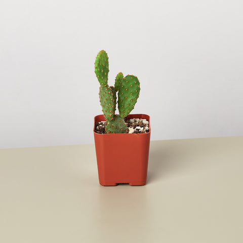 Cactus Variety - 2