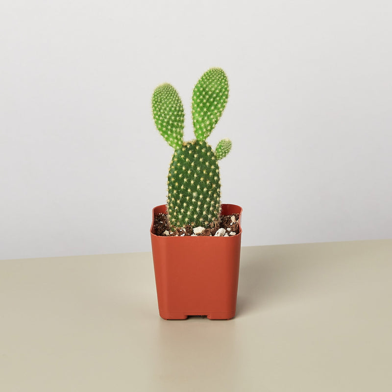 Load image into Gallery viewer, Cactus Variety - 2" Pot
