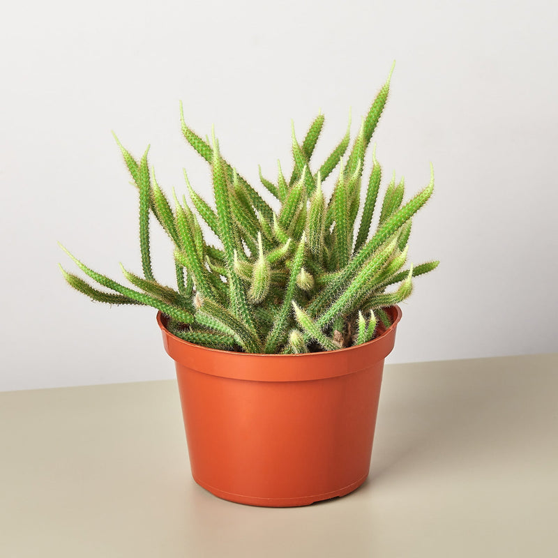 Load image into Gallery viewer, Rat Tail Cactus
