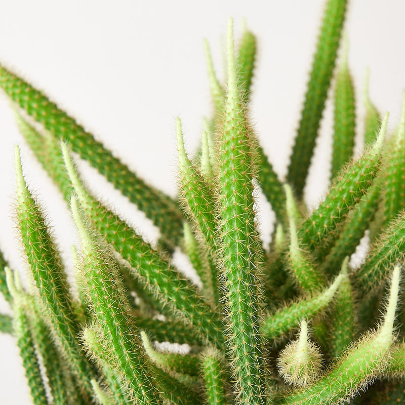 Load image into Gallery viewer, Rat Tail Cactus
