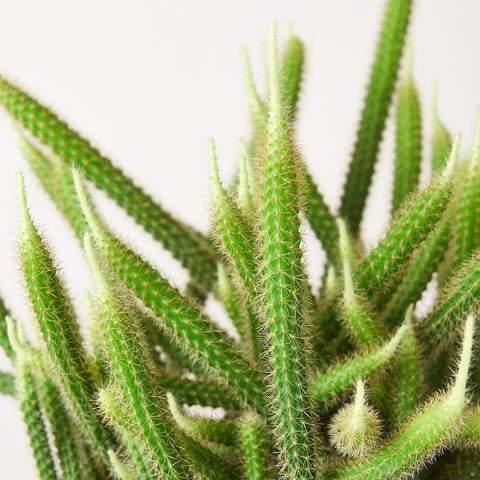 Rat Tail Cactus, detail view