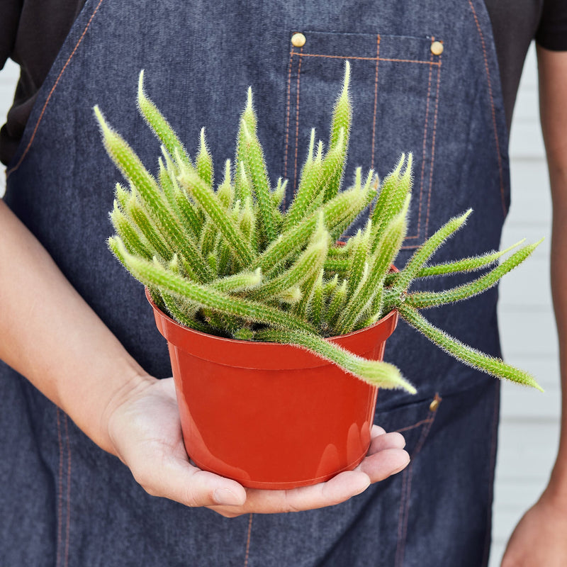 Load image into Gallery viewer, Rat Tail Cactus
