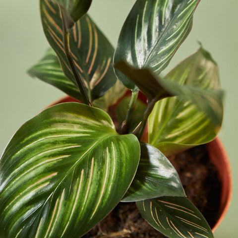 Calathea 'Beauty Star', additional product view 2