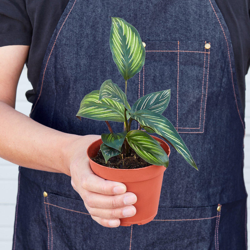 Load image into Gallery viewer, Calathea 'Beauty Star'
