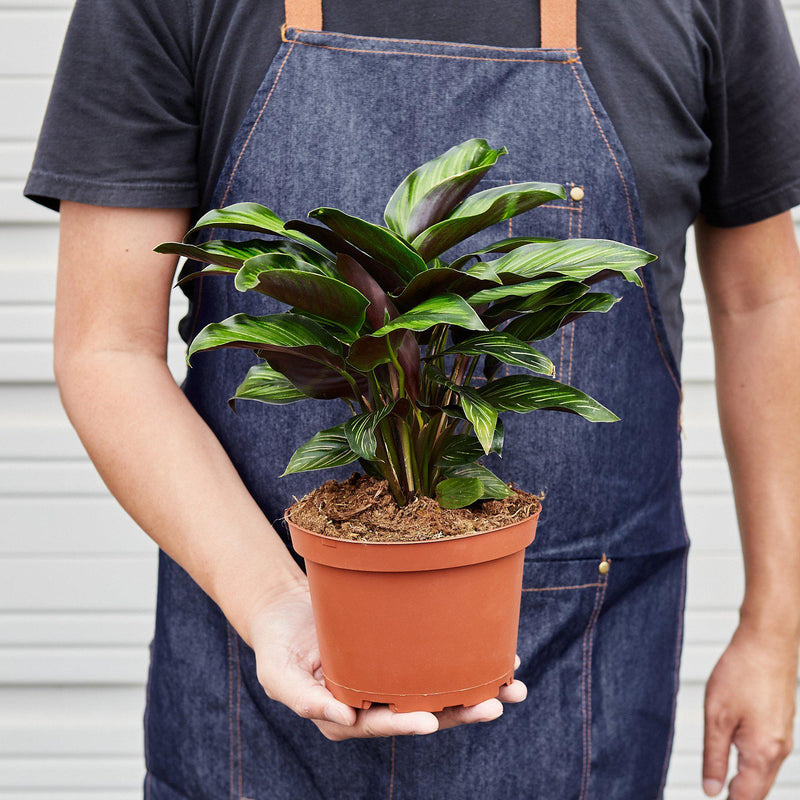 Load image into Gallery viewer, Calathea 'Beauty Star'
