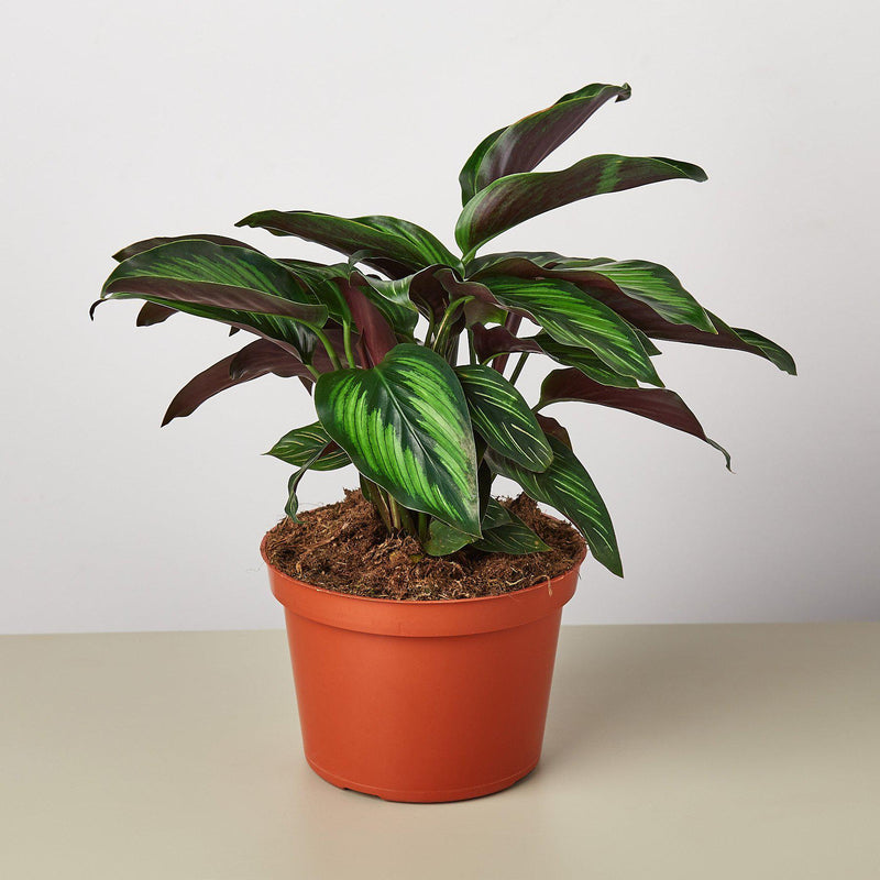 Load image into Gallery viewer, Calathea 'Beauty Star'

