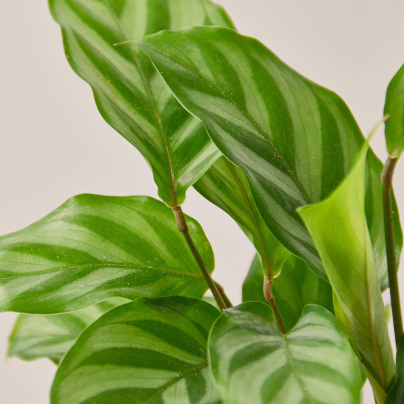 Load image into Gallery viewer, Calathea Concinna 'Freddie'

