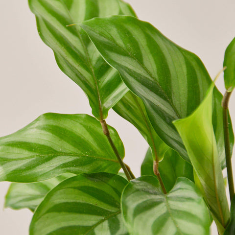 Calathea Concinna 'Freddie', additional product view 2