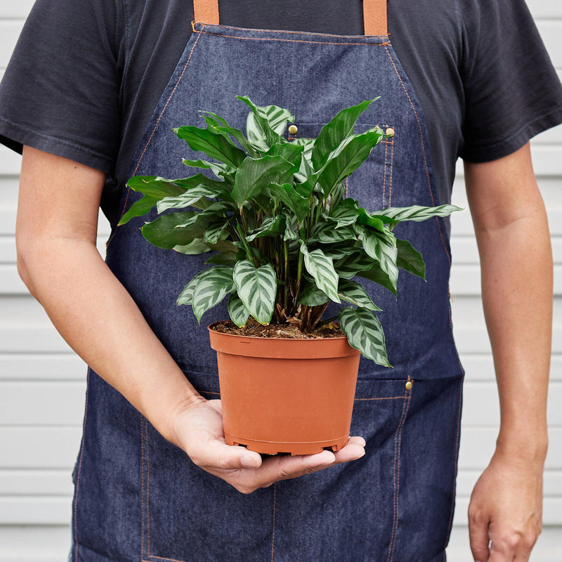 Load image into Gallery viewer, Calathea Concinna 'Freddie'
