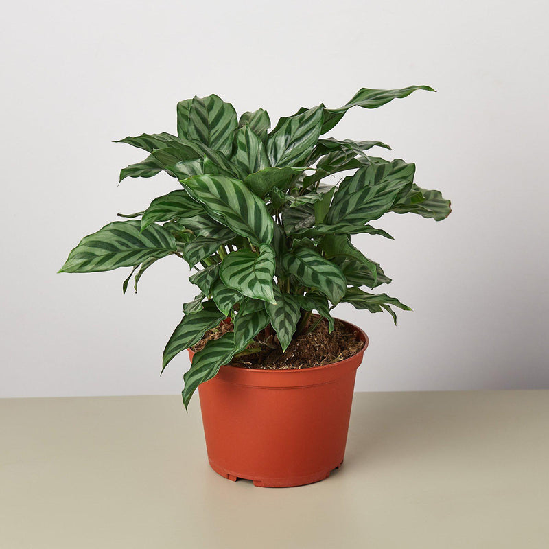 Load image into Gallery viewer, Calathea Concinna 'Freddie'
