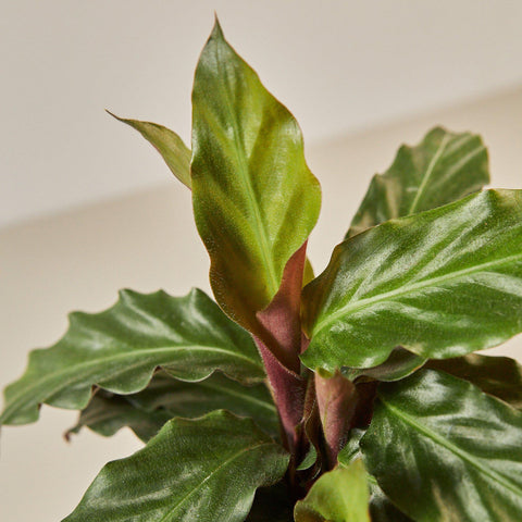 Calathea Rufibarba 'Furry Feather', additional product view 2