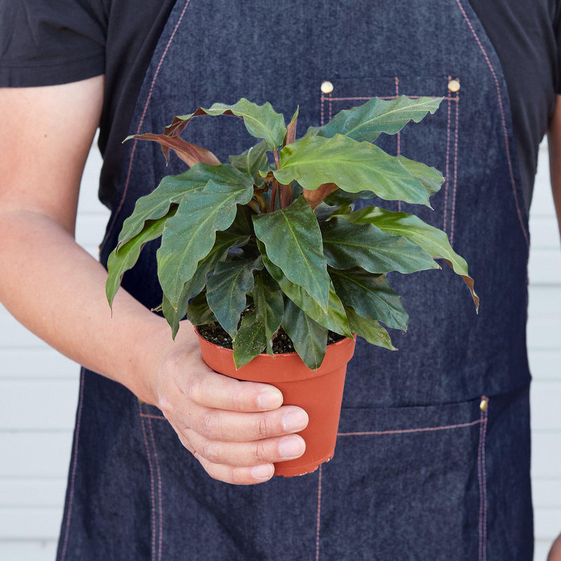 Load image into Gallery viewer, Calathea Rufibarba 'Furry Feather'
