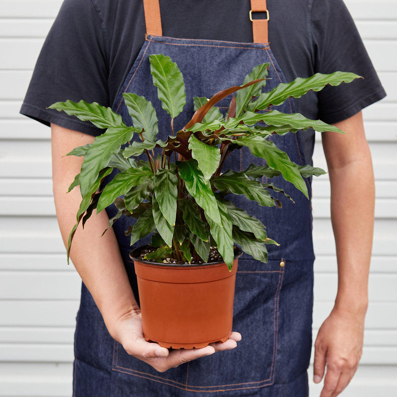 Load image into Gallery viewer, Calathea Rufibarba 'Furry Feather'
