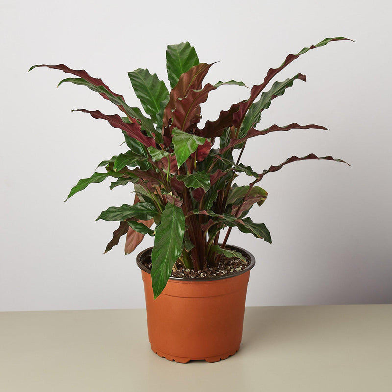 Load image into Gallery viewer, Calathea Rufibarba 'Furry Feather'
