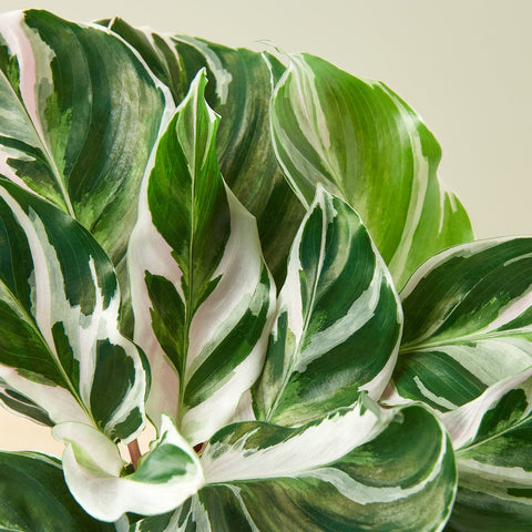 Calathea 'White Fusion', detail view