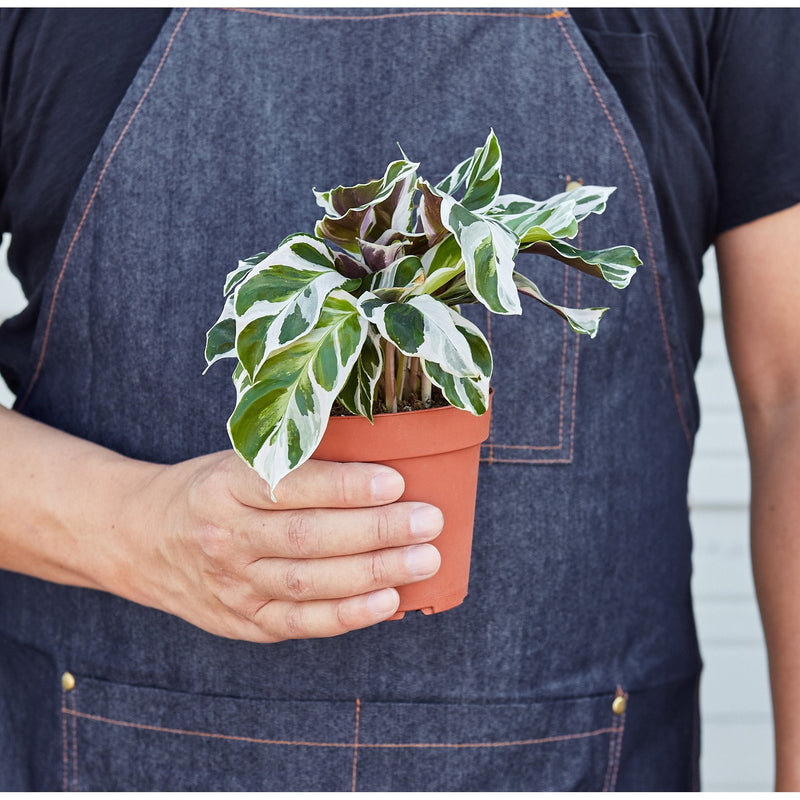 Load image into Gallery viewer, Calathea 'White Fusion'
