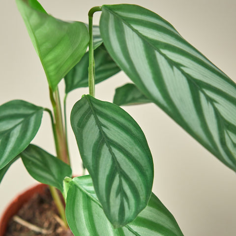 Calathea 'Grey Star', detail view