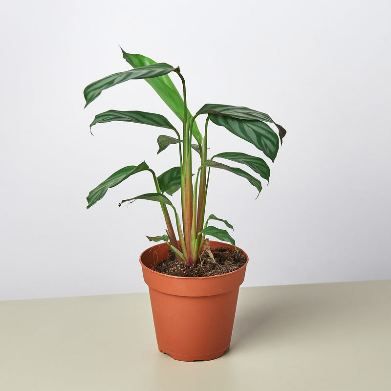 Load image into Gallery viewer, Calathea 'Grey Star'
