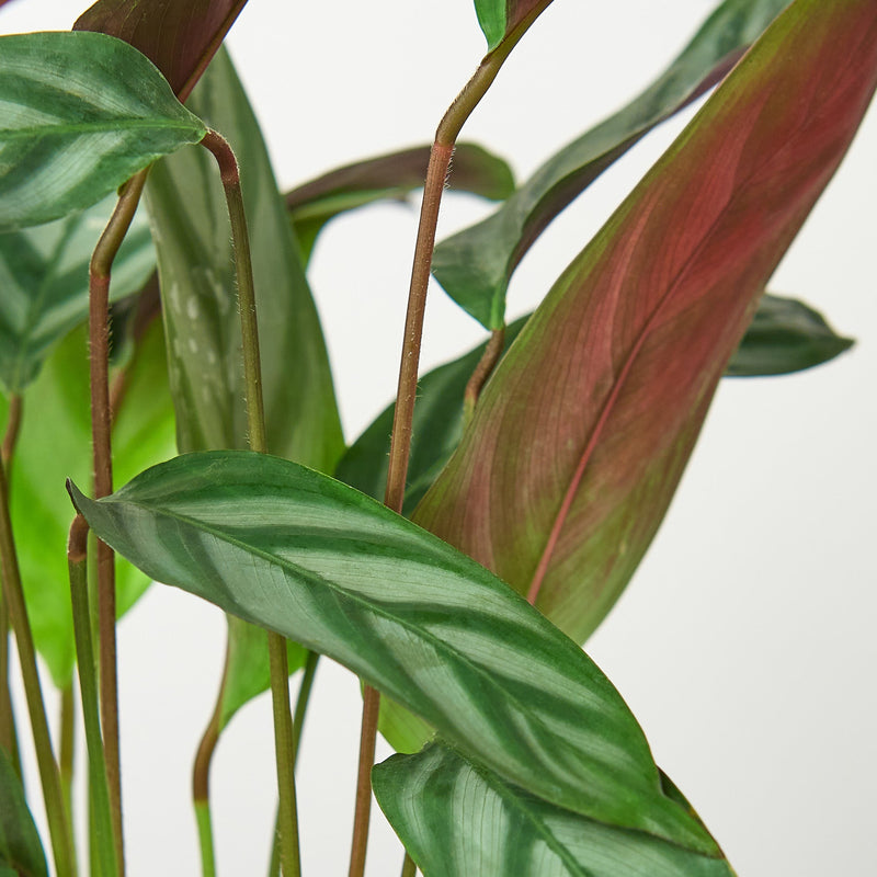 Load image into Gallery viewer, Calathea 'Grey Star'
