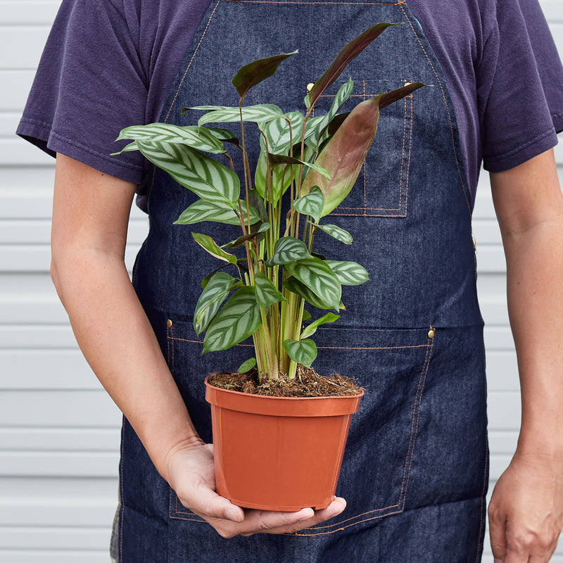Load image into Gallery viewer, Calathea 'Grey Star'
