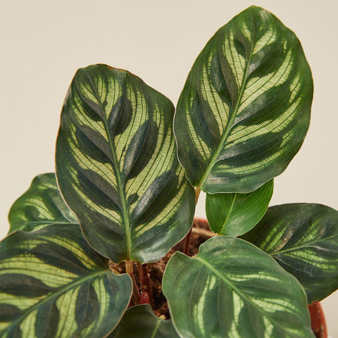 Calathea 'Makoyana', additional product view 2