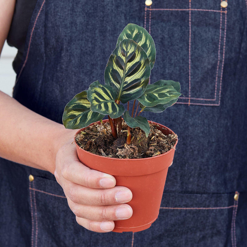 Load image into Gallery viewer, Calathea 'Makoyana'
