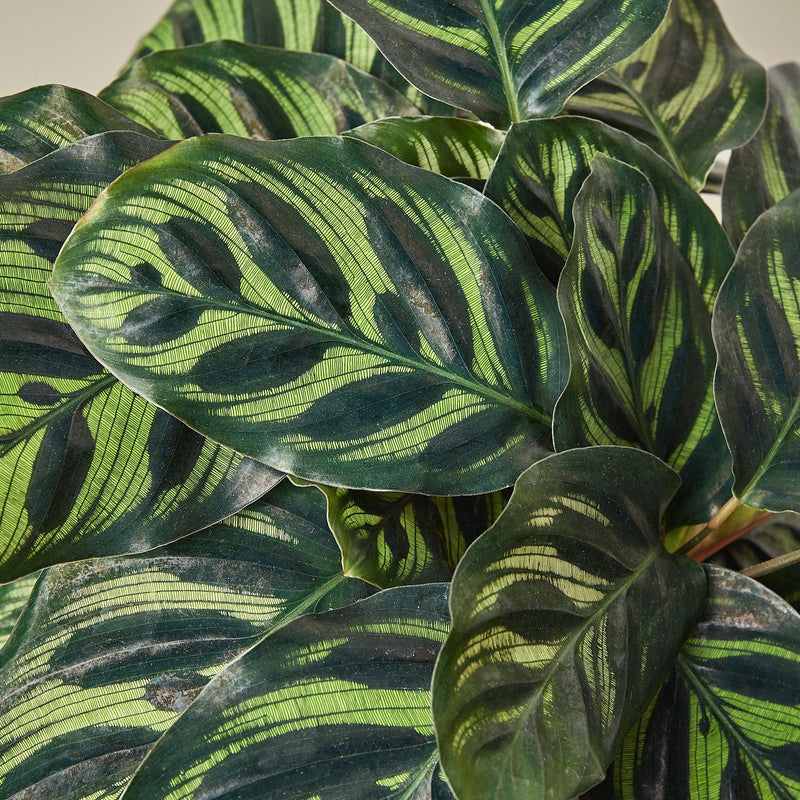Load image into Gallery viewer, Calathea 'Makoyana'
