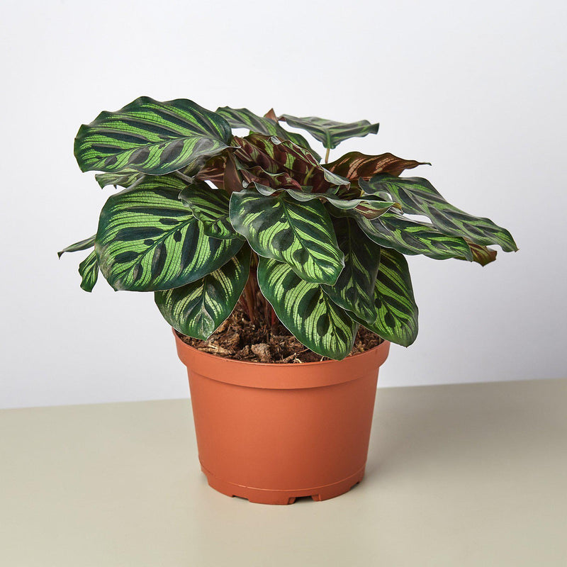 Load image into Gallery viewer, Calathea 'Makoyana'
