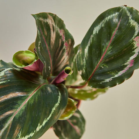 Calathea Roseopicta 'Medallion', additional product view 2
